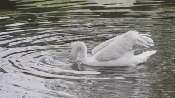 Pelicano branco com um bico grande — Vídeo de Stock