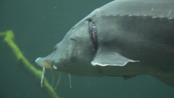 물 속에서 바짝 붙어 있는 철갑상어 — 비디오