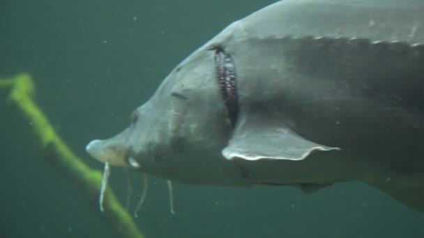 Sturgeon close up under water — Stock Footage Sturgeon close up under water Royalty Free Stock Video