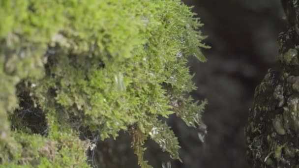 Drops of water roll down the moss. close up. stock video — Stock Video