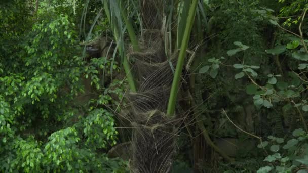 美丽的热带棕榈树在植物园里 — 图库视频影像