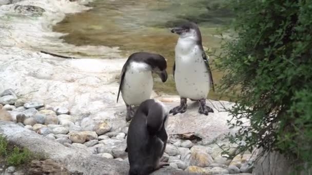 Trzy piękne dorosłe pingwiny zbliżyć — Wideo stockowe