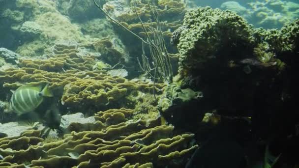 Большой аквариум с тропическими рыбами и кораллами — стоковое видео