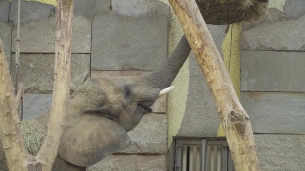 Elefante joven en el zoológico come una rama verde jugosa — Vídeo de stock