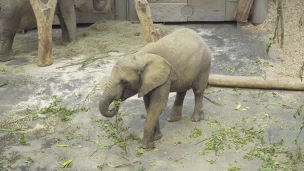 Elefante joven en el zoológico come una rama verde jugosa — Vídeo de stock