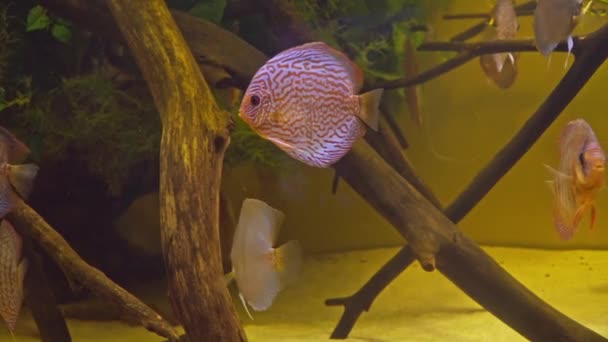 Kleurrijke visschijf in aquarium — Stockvideo