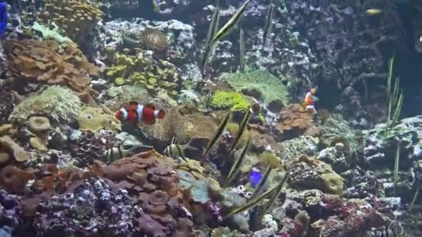 Pesci marini tropicali in un grande acquario — Video Stock
