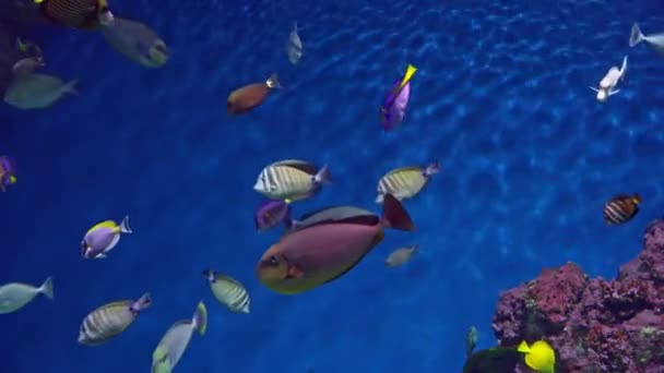 Pesci marini tropicali in un grande acquario — Video Stock