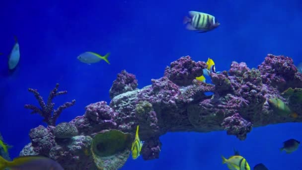 大型水槽の熱帯魚 — ストック動画