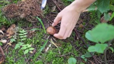 Sonbahar ormanında mantar topluyorum. Mantar toplayıcısı mantar alır.