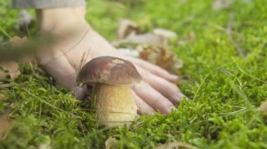 Sonbahar ormanında mantar topluyorum. Mantar toplayıcısı mantar alır.