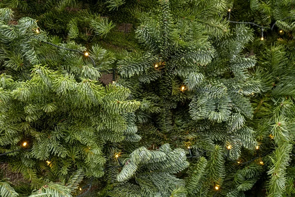 クリスマスツリーの背景。フラットレイ照明付きのトウヒの枝 — ストック写真