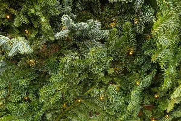 クリスマスツリーの背景。フラットレイ照明付きのトウヒの枝 — ストック写真