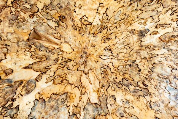 Textura de madera del tronco del árbol cortado, primer plano — Foto de Stock