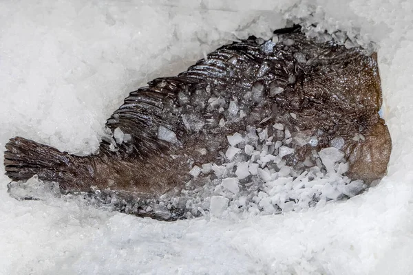 Plie fraîche réfrigérée dans la glace — Photo