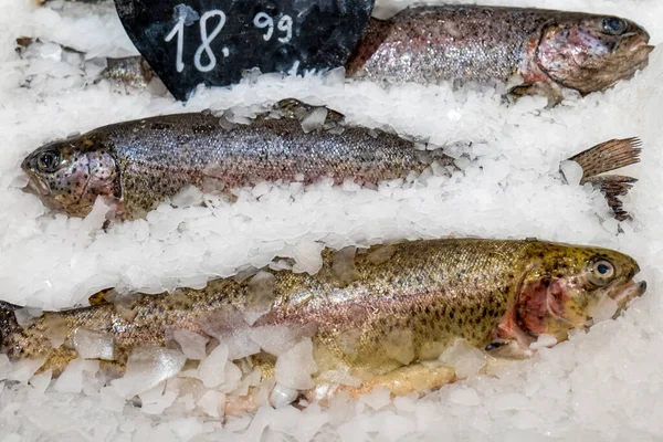 Truite dans la glace sur une vitrine — Photo