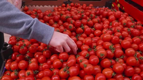 La chica elige tomates. Tomates rojos frescos en el estante del supermercado — Vídeos de Stock