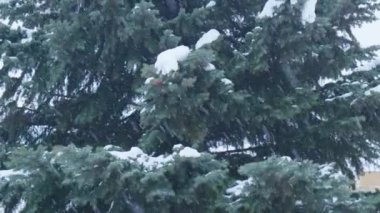 Noel ağacının arka planına düşen kar. Kar ağır çekimde