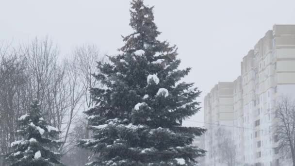 Schneefall auf dem Hintergrund des Weihnachtsbaums. Schnee langsam mo — Stockvideo