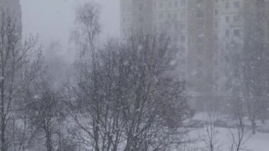Ağaçların arka planına yoğun kar yağar
