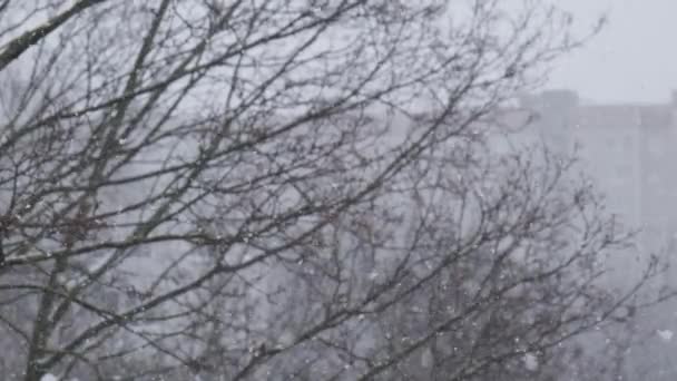 Πυκνό χιόνι πέφτει στην αυλή με φόντο τα δέντρα — Αρχείο Βίντεο