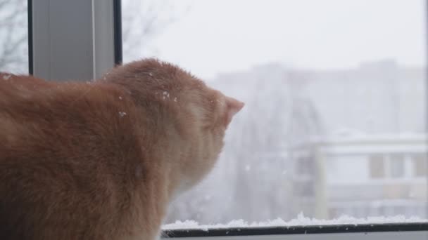 Kedi, sokakta kar yağan sıcak bir apartmanın penceresinden dışarı bakar. — Stok video