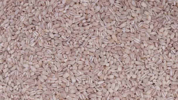 Primer plano de rotación de cebada cruda grano — Vídeo de stock