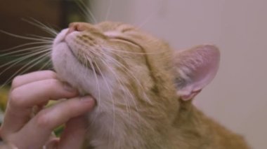 Kızıl bir kediyi okşayan bir kadının yakın çekimi. Kediler yakından okşar.