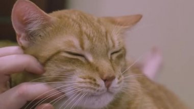 Kızıl bir kediyi okşayan bir kadının yakın çekimi. Kediler yakından okşar.