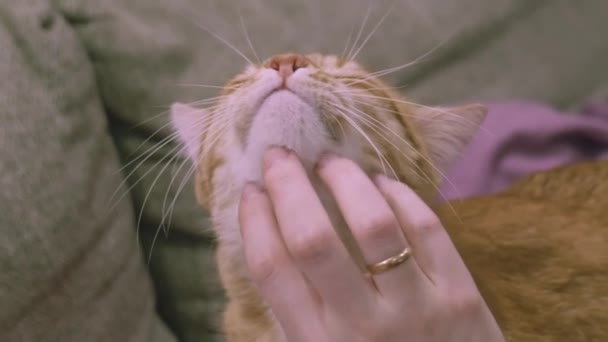 Primer plano de una mano femenina acariciando un gato jengibre. Gato acaricia primer plano — Vídeos de Stock