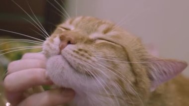 Kızıl bir kediyi okşayan bir kadının yakın çekimi. Kediler yakından okşar.