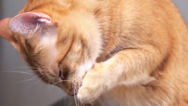 Lavando un gato jengibre con una pata — Vídeos de Stock