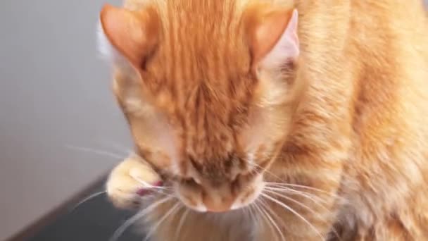 Mycie rudego kota łapą — Wideo stockowe