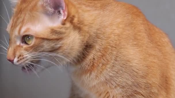Gengibre gato lambe focinho close-up — Vídeo de Stock