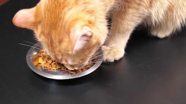 Primer plano jengibre gato comer gato comida de un bowl — Vídeo de stock