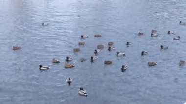 Ördek sürüsü nehirde yüzüyor.