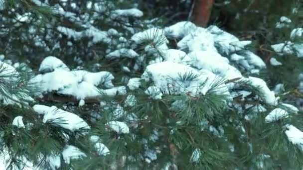 Schnee auf dem Hintergrund von Wald schneebedeckten grünen Zweigen — Stockvideo