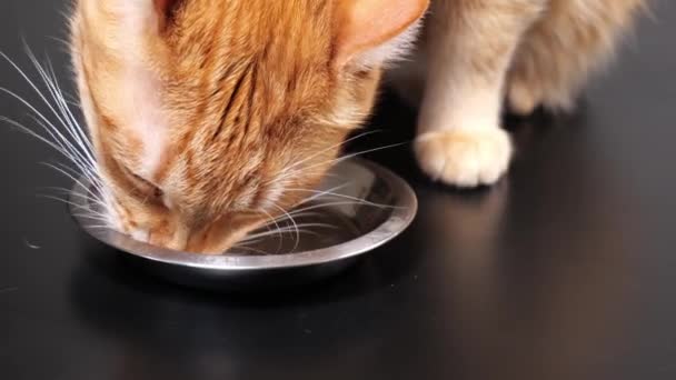 Gato lambe uma tigela de comida de gato — Vídeo de Stock