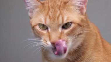 Zencefilli kedi ağızlığını yaladı.