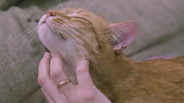 Close-up of a female hand caressing a ginger cat. Cat caresses close-up — Stock Video