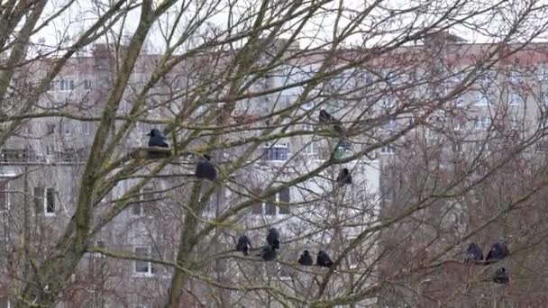 Corvos sentam-se em uma árvore no inverno — Vídeo de Stock