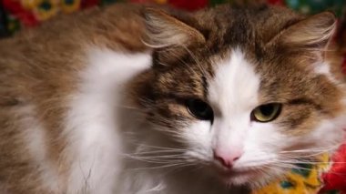 Benekli bir kedinin portresi.