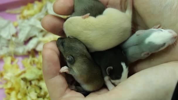 Маленькие крысы в объятиях девушки крупным планом — стоковое видео