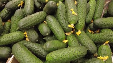 Dükkanda dikenli taze salatalık var.