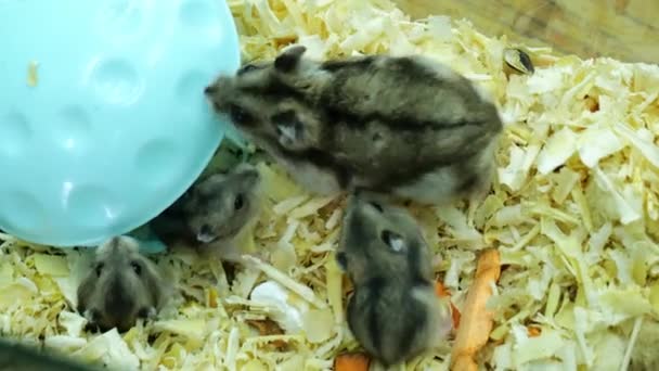 Siberian mouse คลังวีดีโอ Siberian mouse ฟิล์มภาพยนต์ที่ปราศจากค่ากรรมสิทธิ์ | Depositphotos