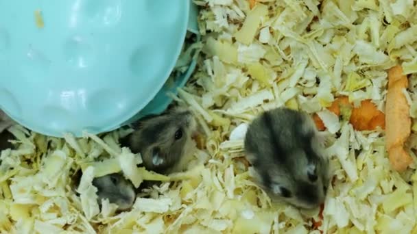 Små hamstrar på en plats med sin mor i en bur med sågspån — Stockvideo