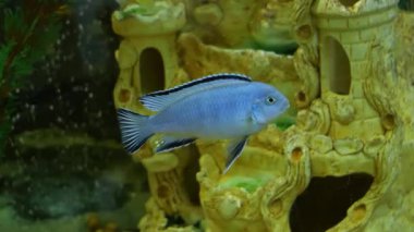 Akvaryumda cichlid yüzüyordu.