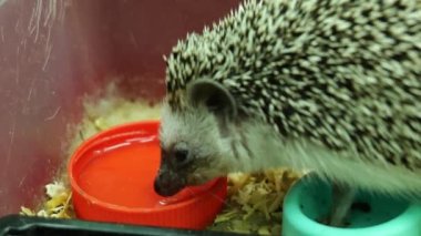 Küçük kirpi suyu yakından içer.