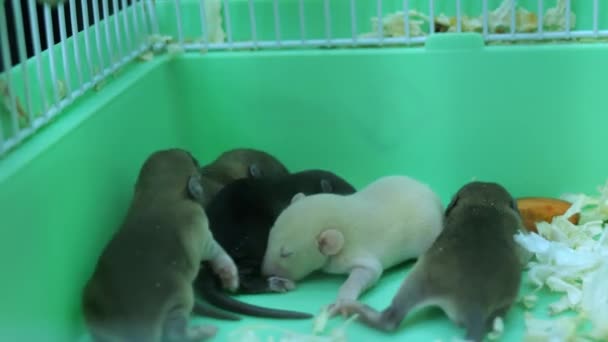 Kis patkány kölykök egy ketrecben közelkép — Stock videók