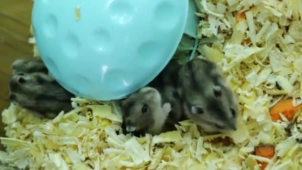 Små hamstrar på en plats med sin mor i en bur med sågspån — Stockvideo